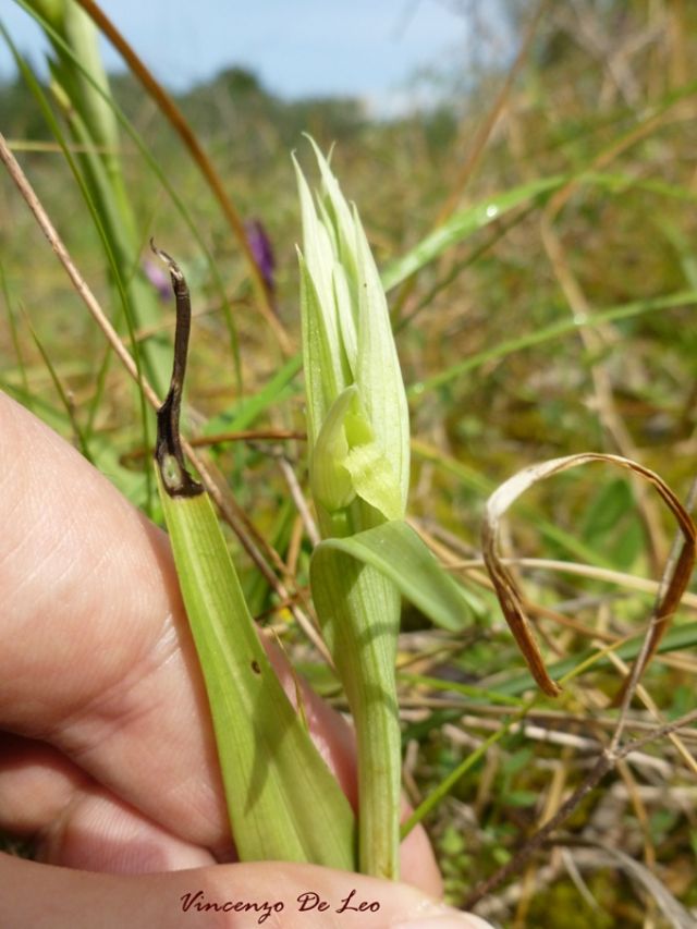 Serapias parviflora